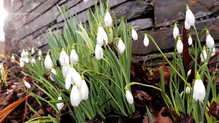 snowdrops-emerging.png